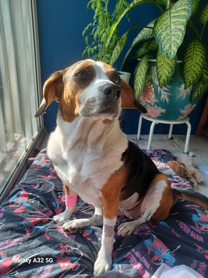 BluePearl Pet Hospital 12