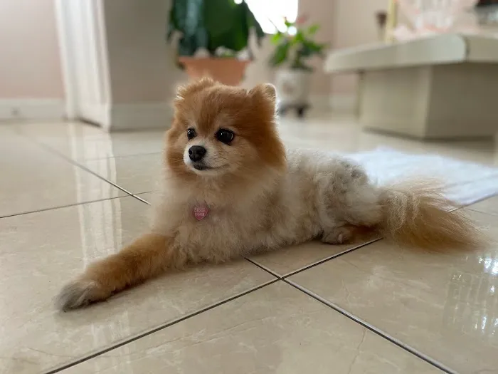 BluePearl Pet Hospital 12