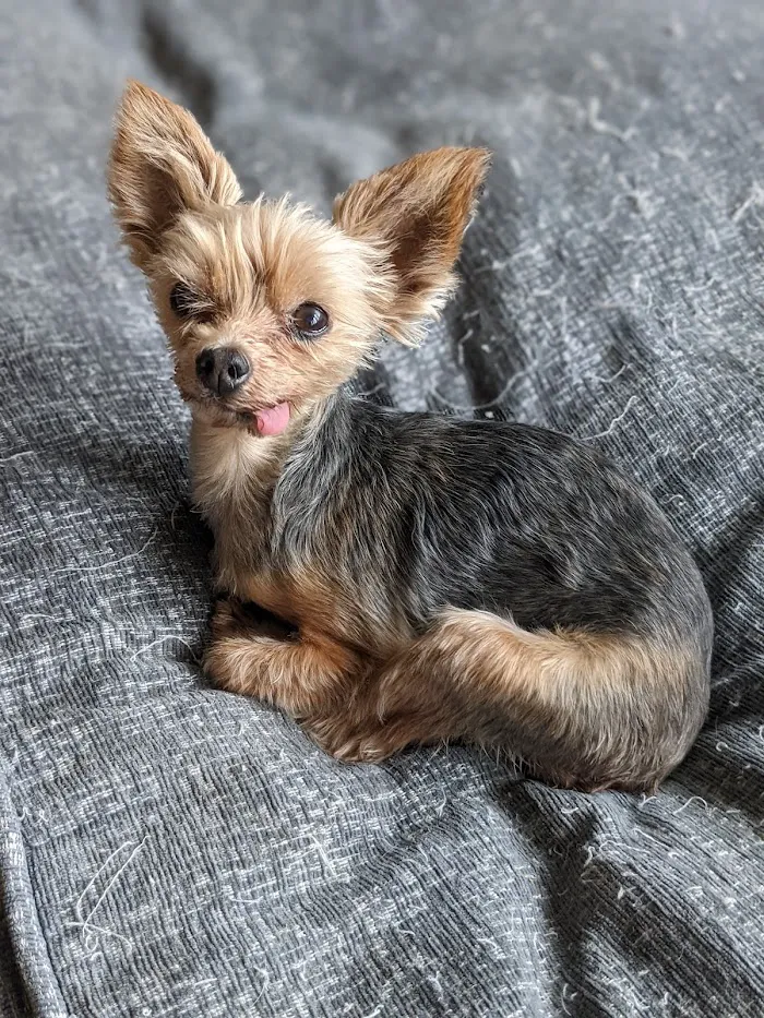 BluePearl Pet Hospital 12