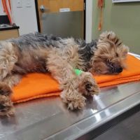 Banfield Pet Hospital ico