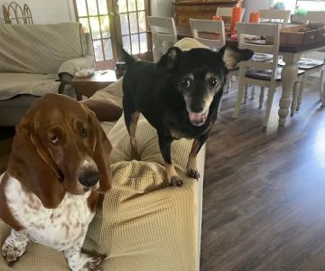 All About Animals Inc