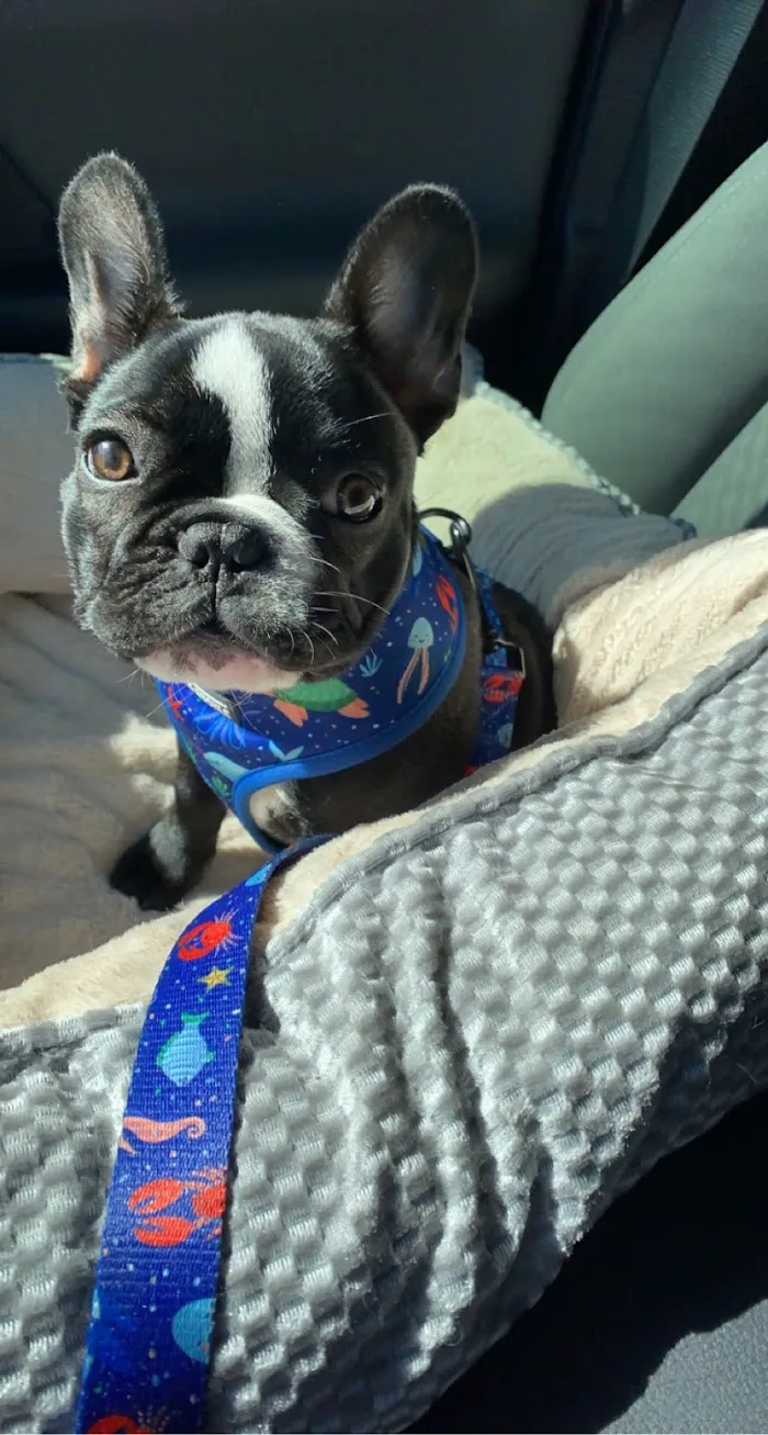 Banfield Pet Hospital 12
