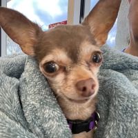 Pavilion Crossing Animal Hospital & Grooming ico