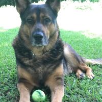 Bell Shoals Animal Hospital ico