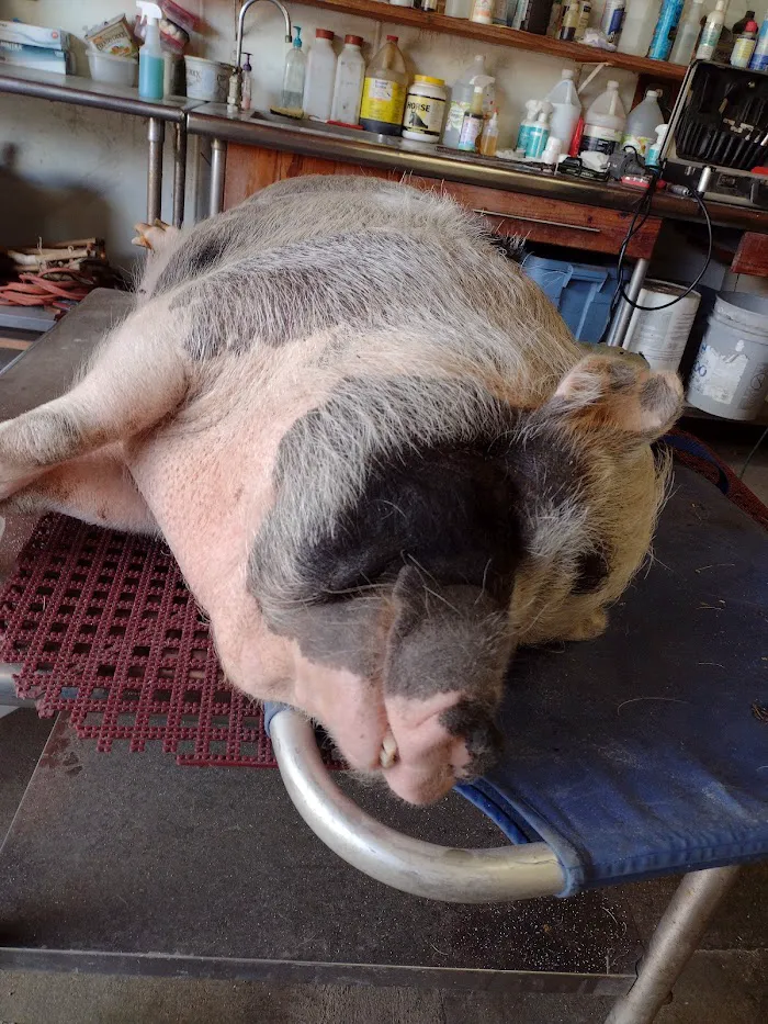 Walden Lake Animal Clinic 12