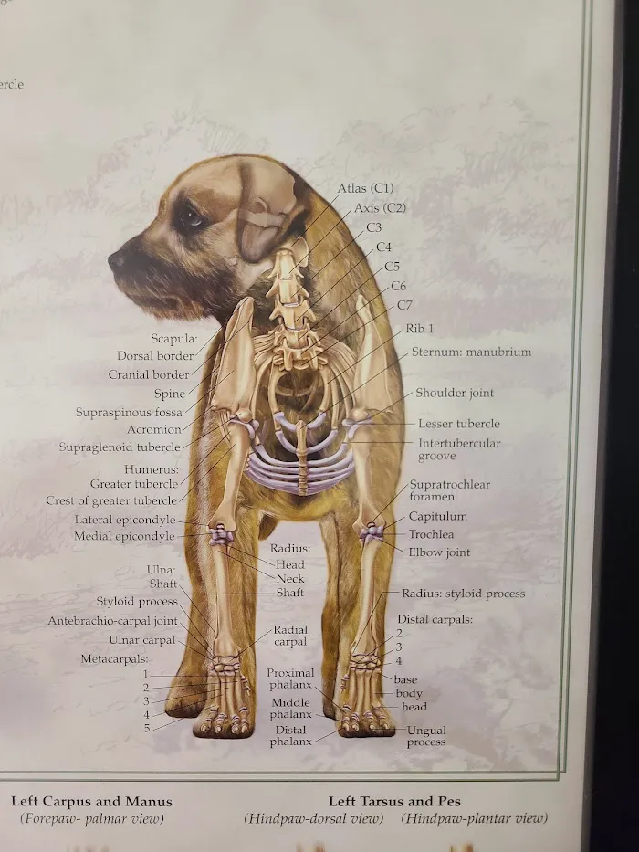 Animal Clinic of Brandon 12