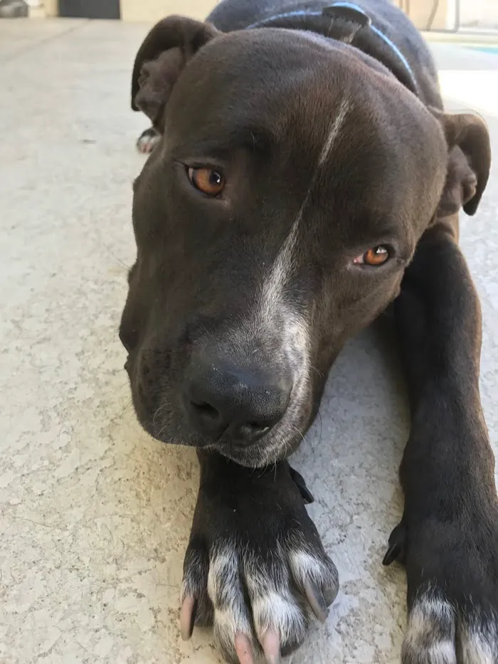 Santa Cruz Animal Clinic: Stanton, Catherine DVM 12