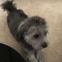 Santa Cruz Animal Clinic: Stanton, Catherine DVM ico