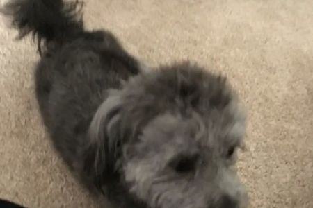 Santa Cruz Animal Clinic: Stanton, Catherine DVM