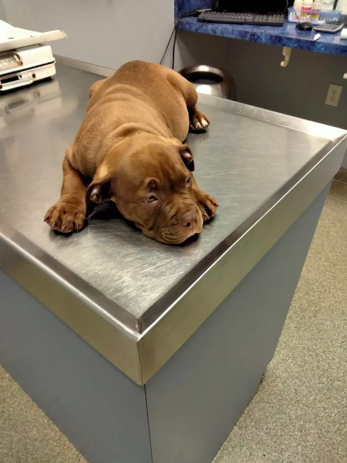 Animal Emergency Clinic of Brandon 12