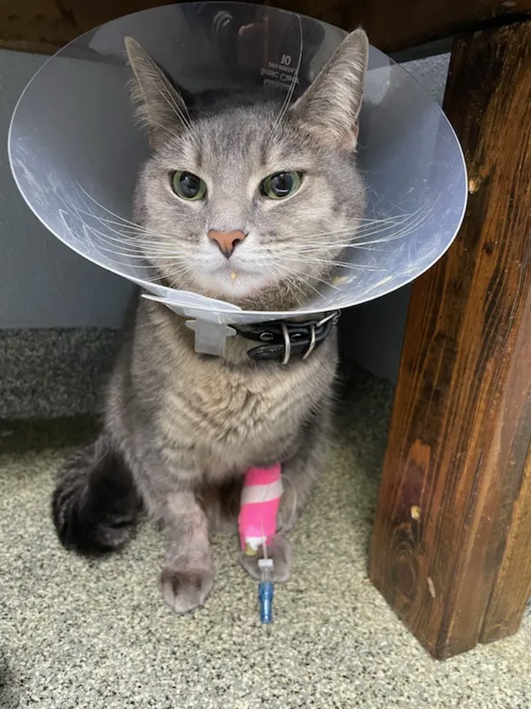Animal Emergency Clinic of Brandon 12