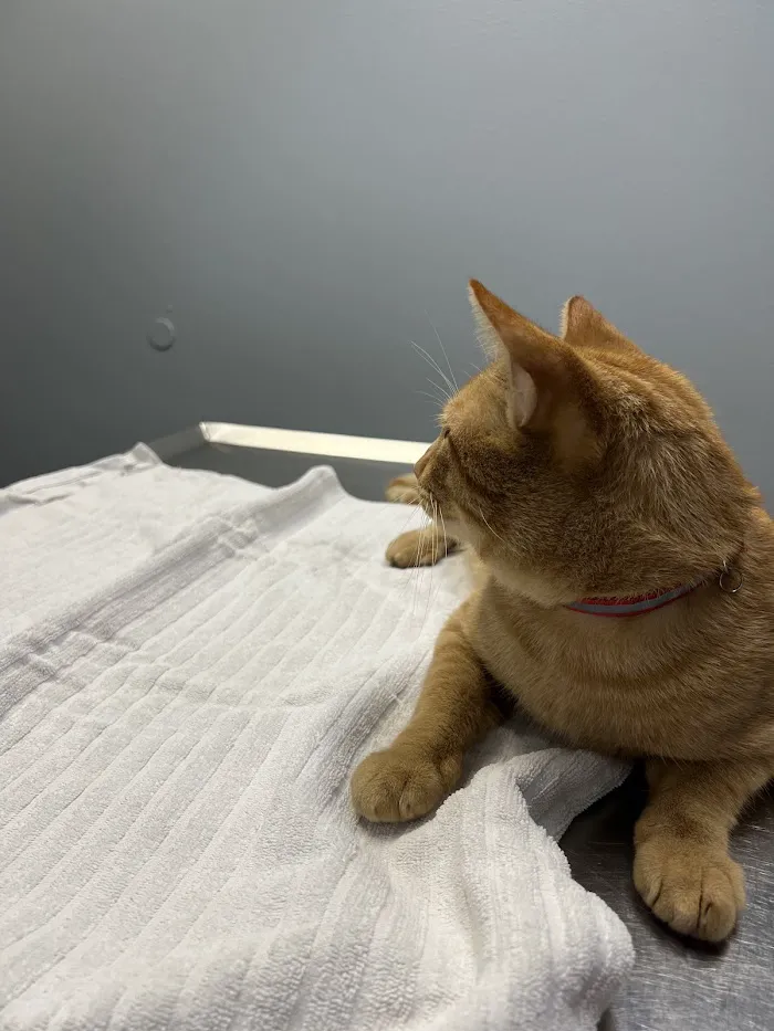 Animal Emergency Clinic of Brandon 12