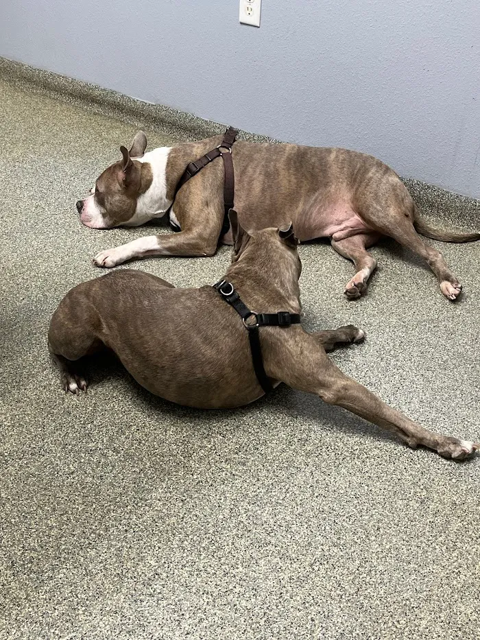Animal Emergency Clinic of Brandon 12