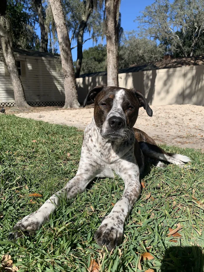 Valrico Animal Clinic 12