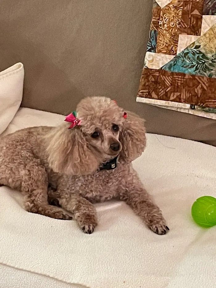 Valrico Animal Clinic 12