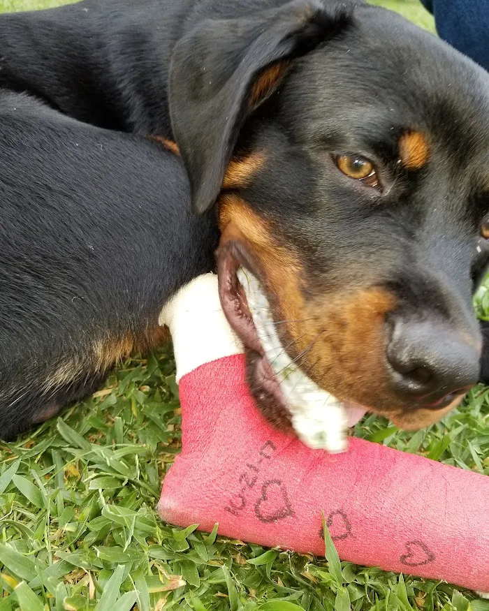 Valrico Animal Clinic 12