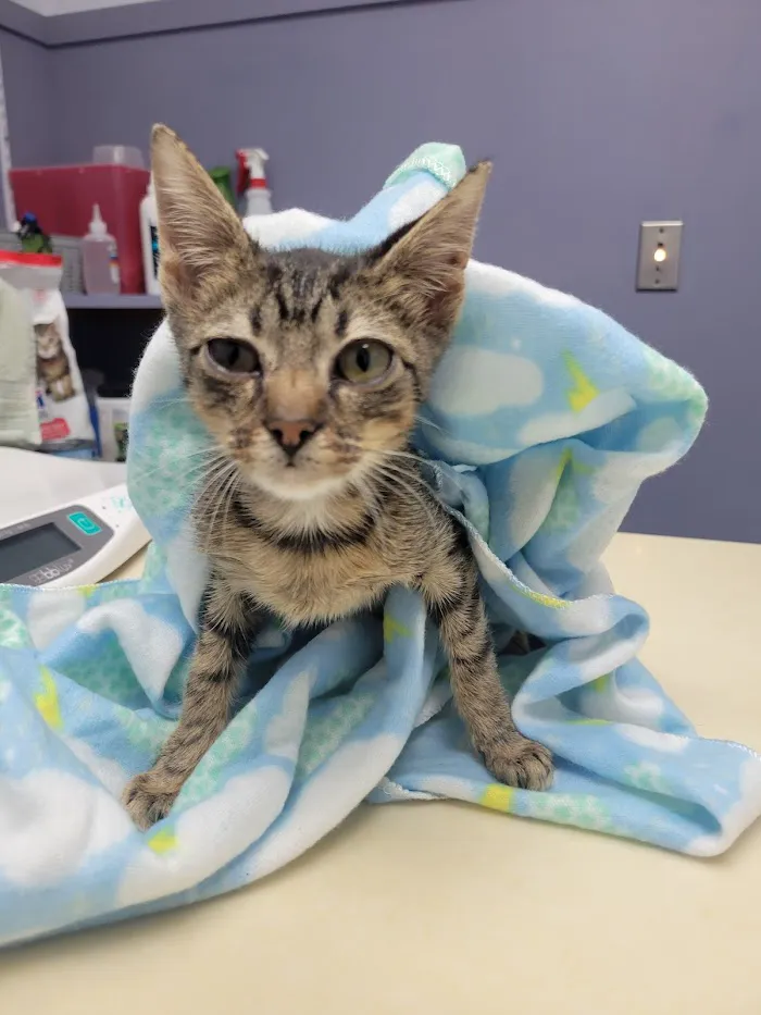 Harmony Vet Care of Brandon 12