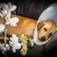 Harmony Vet Care of Brandon ico