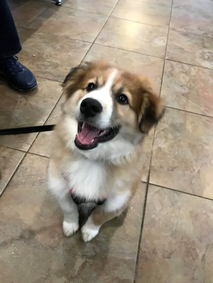 Meadowrun Affordable Pet Care 12