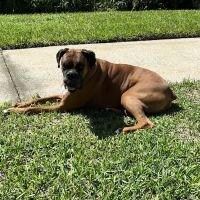Meadowrun Affordable Pet Care ico