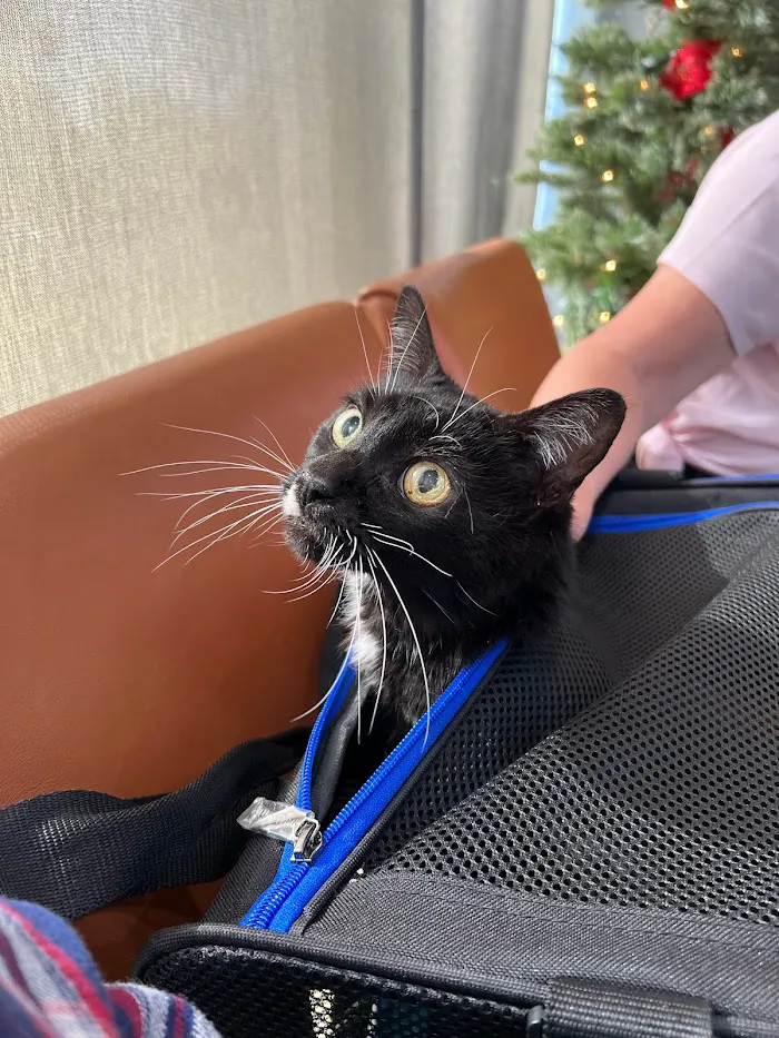 Meadowrun Affordable Pet Care 12