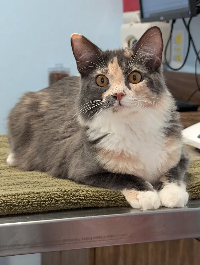 Meadowrun Affordable Pet Care 12