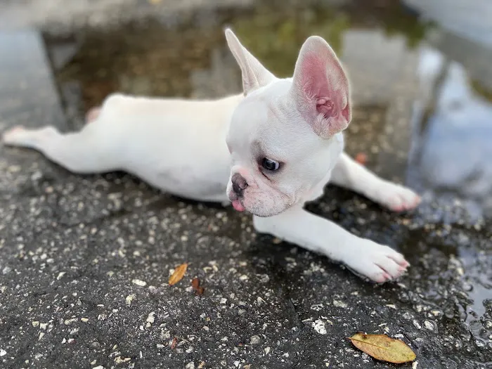 Santa Cruz Animal Clinic 12