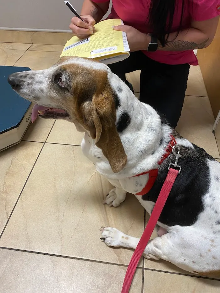 Santa Cruz Animal Clinic 12