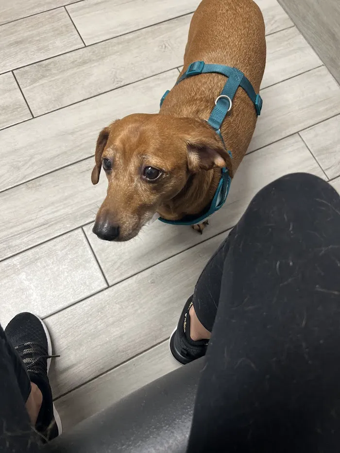 Santa Cruz Animal Clinic 12