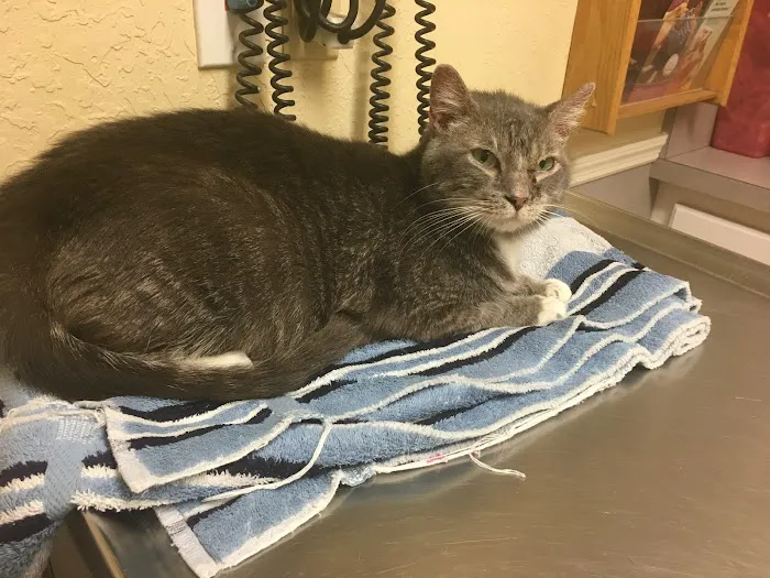 Santa Cruz Animal Clinic 12