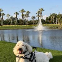 Advanced Veterinary Services ico