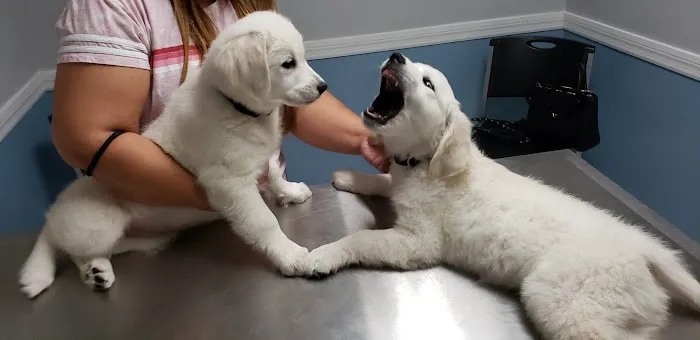 Advanced Veterinary Services 2