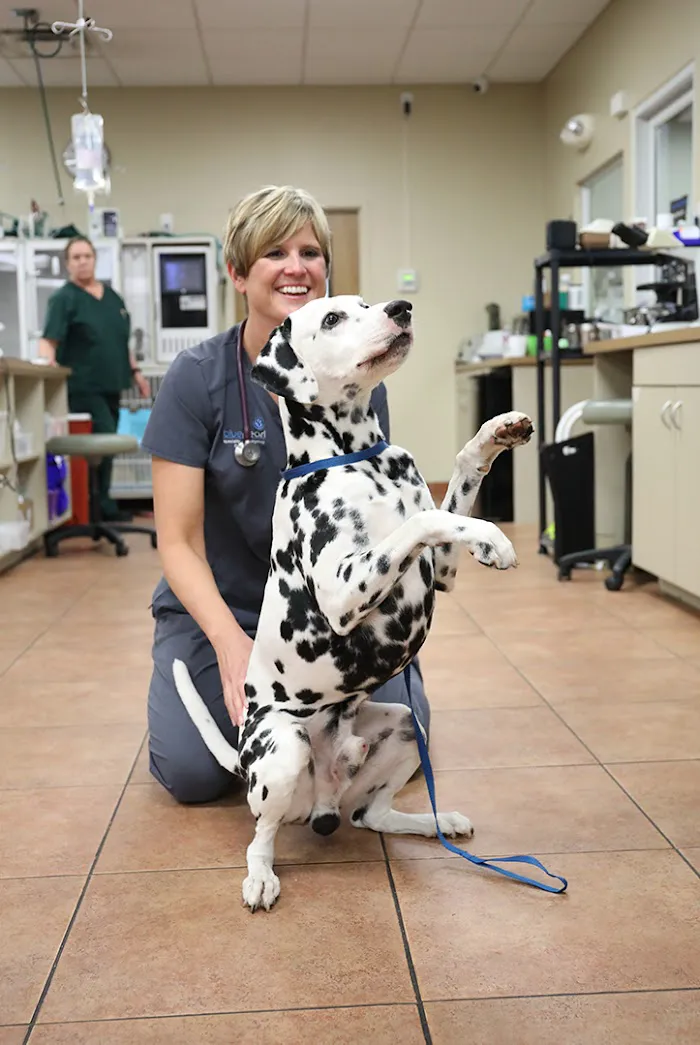 BluePearl Pet Hospital 12