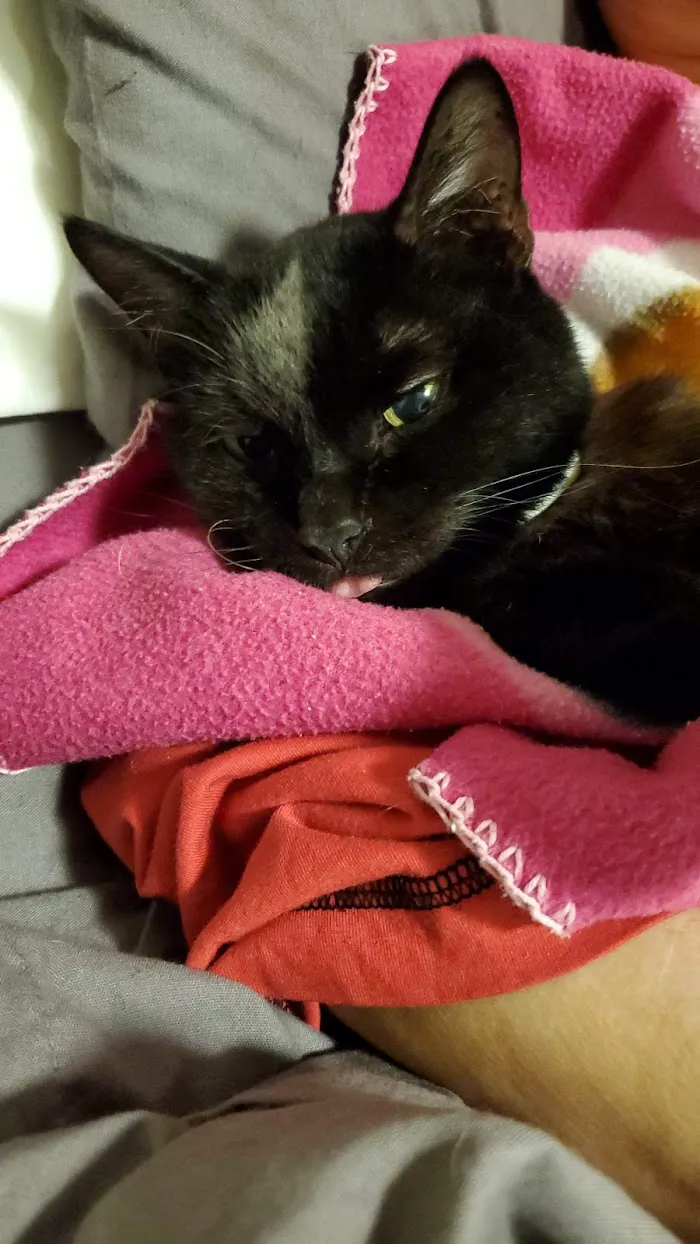 Animal Veterinary Hospital of Orlando 12