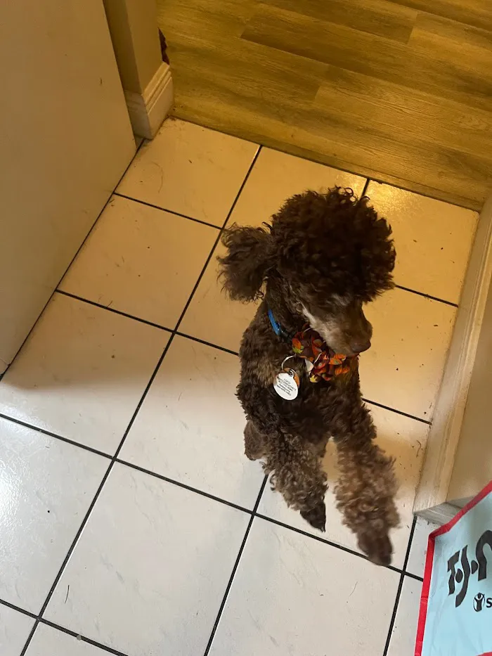 Animal Veterinary Hospital of Orlando 12
