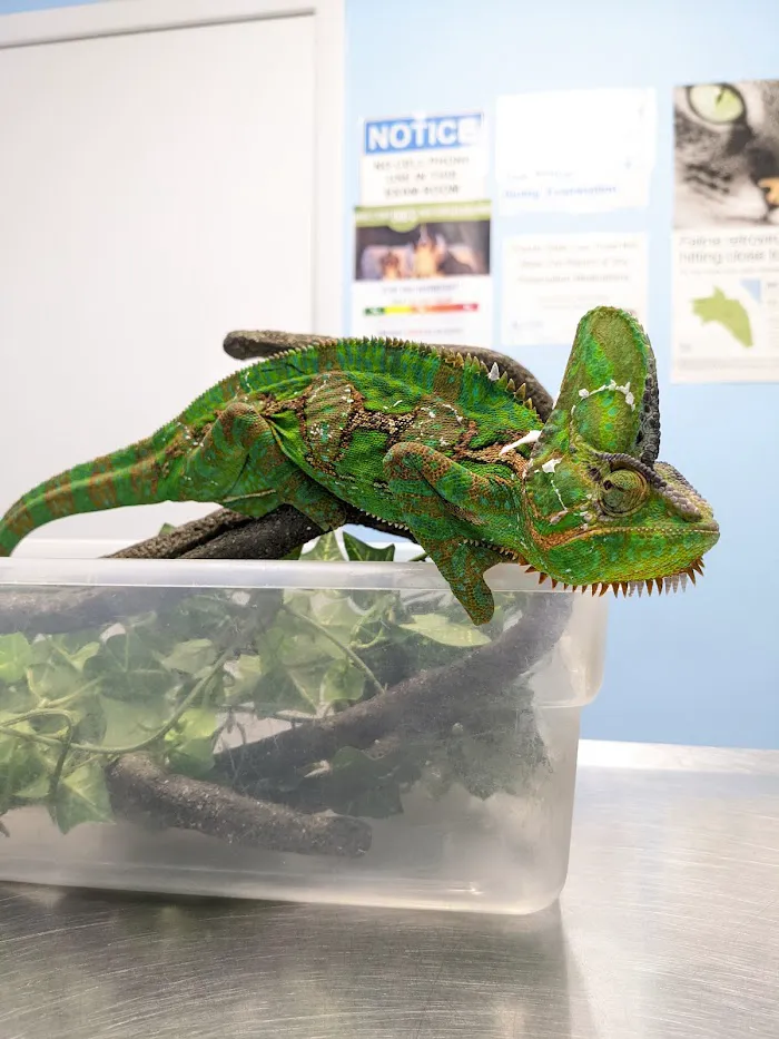 Animal Veterinary Hospital of Orlando 12