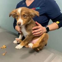 easyvet Veterinarian Winter Garden ico