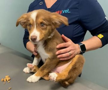 easyvet Veterinarian Winter Garden