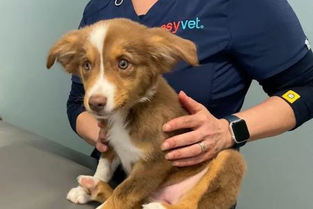 easyvet Veterinarian Winter Garden