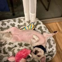Veterinary Hospital of Celebration ico