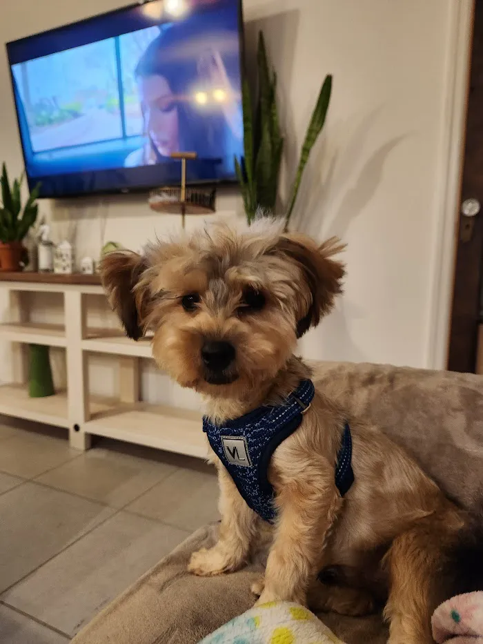 Apopka Veterinary Clinic 12
