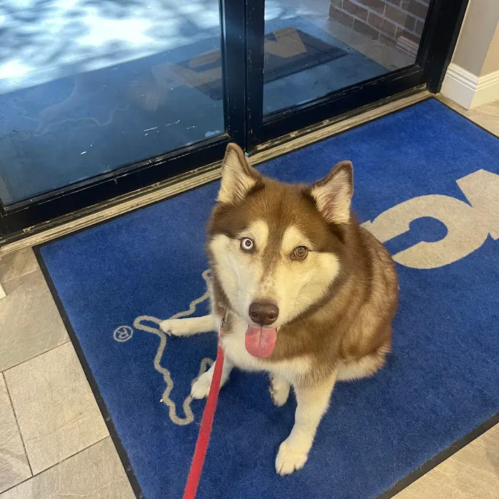 VCA Clermont Animal Hospital 12
