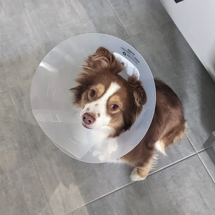 VCA Clermont Animal Hospital 12