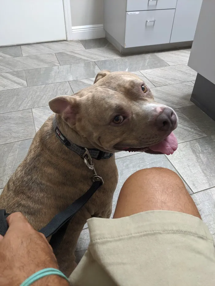 VCA Clermont Animal Hospital 12