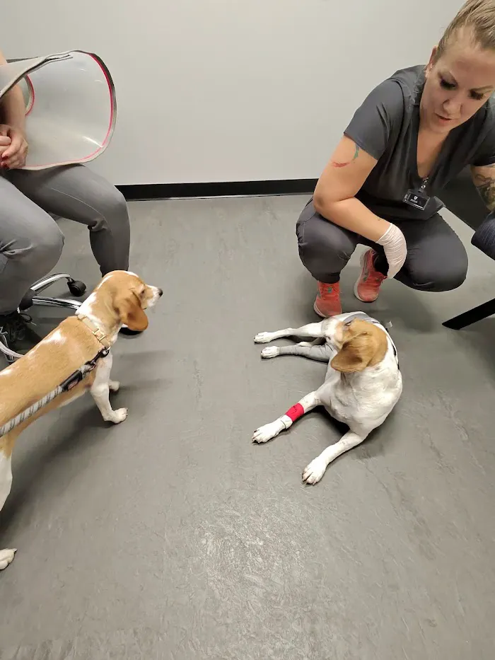 Kinetic Veterinary Specialists 12