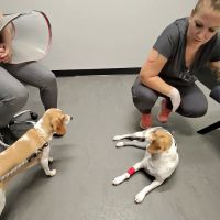 Kinetic Veterinary Specialists ico