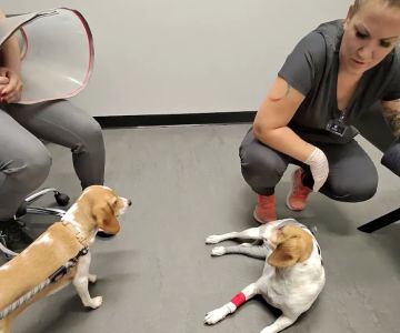 Kinetic Veterinary Specialists