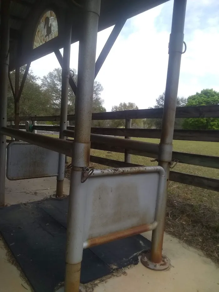 Florida Equine Veterinary Services 4