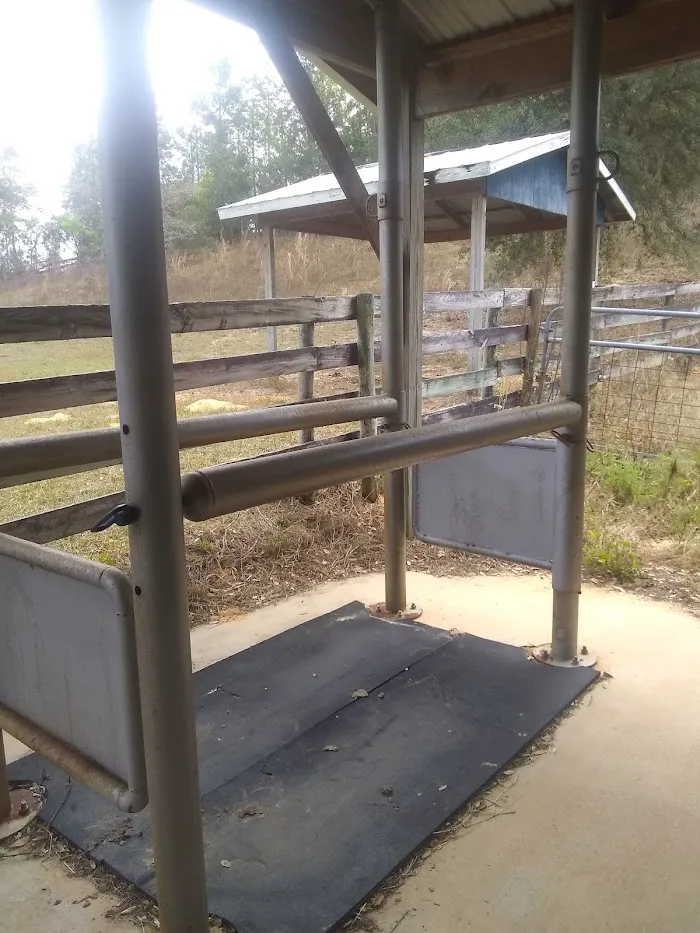 Florida Equine Veterinary Services 6