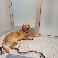 PetVet365 Pet Hospital Clermont/Winter Garden ico